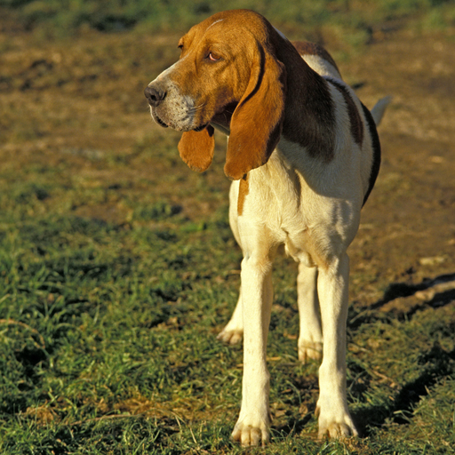 Chien d'Artois (ou Grand Chien d'Artois, Picard, Briquet d'Artois)