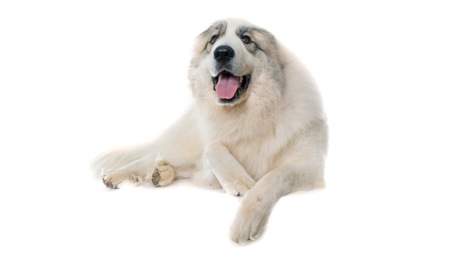 Chien de montagne des Pyrénées (ou Patou, Grand Pyrénéen, Pyrenean Mountain Dog)