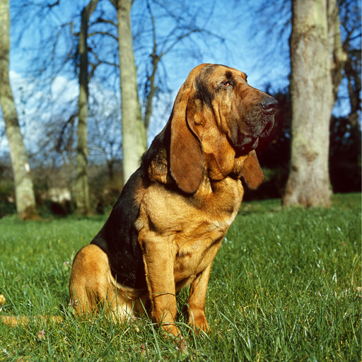 Chien de Saint Hubert (ou Bloodhound) 