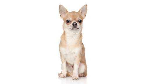 Chihuahueño (ou Chihuahua)