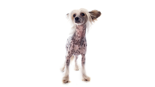 Chinese Crested Dog (ou chien chinois à crête)