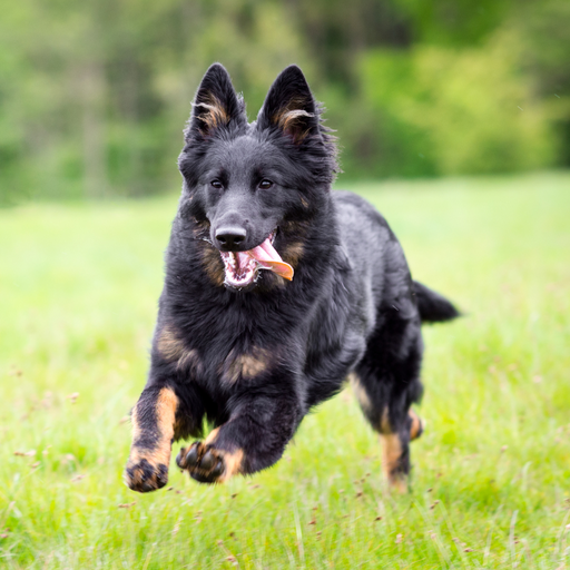 Chodsky Pes (ou Chien de Berger de Bohême, Berger de Bohême)