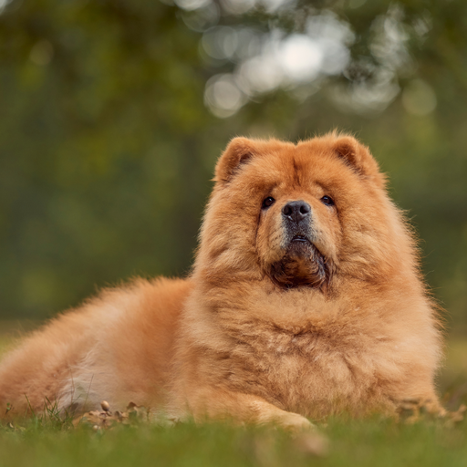 Chow Chow