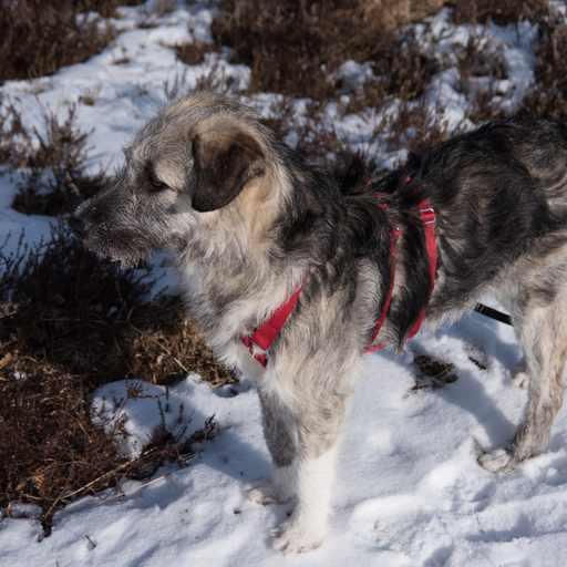 Ciobanesc Românesc Carpatin (ou Chien de Berger Roumain des Carpathes, Carpatin, Romanian Carpathian Shepherd Dog)