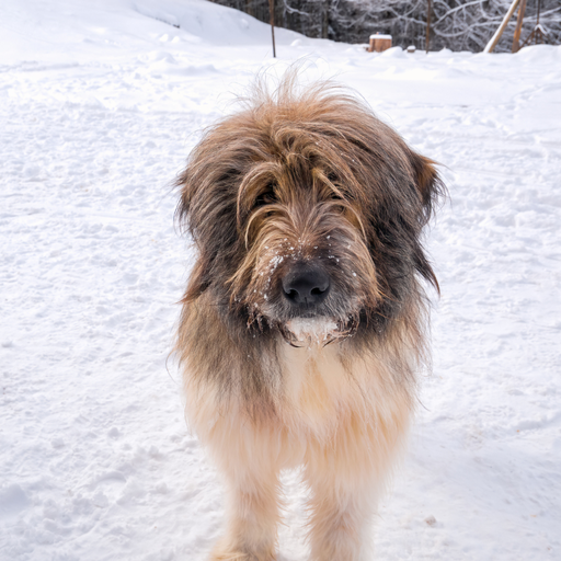 Ciobanesc Romanesc Mioritic (ou Romanian Mioritic Shepherd Dog, Chien de Berger Roumain de Mioritza) 
