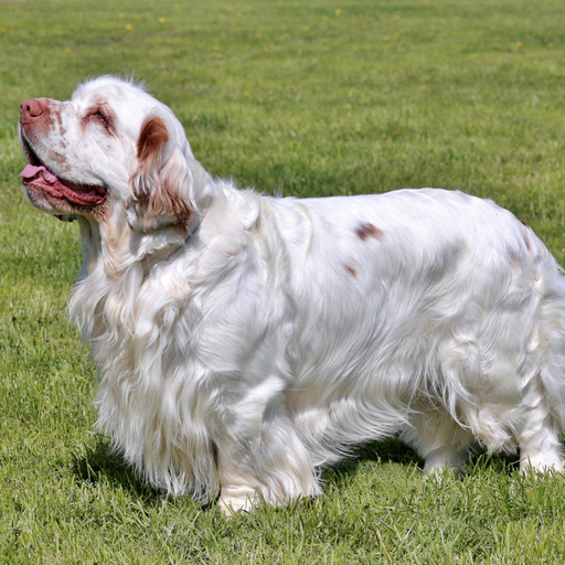 Clumber-Spaniel