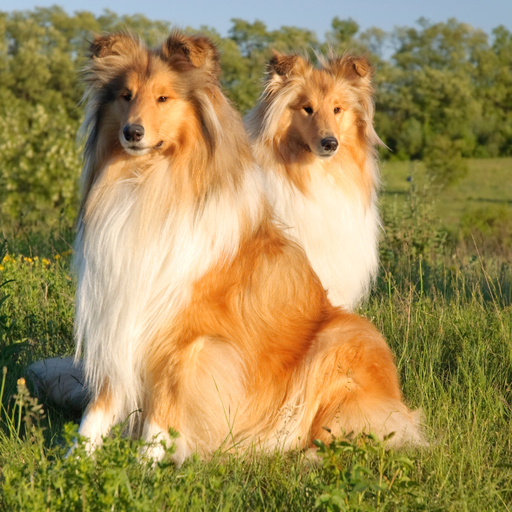 Collie Rough (ou Berger d'Ecosse à poil long, Collie à poil long)