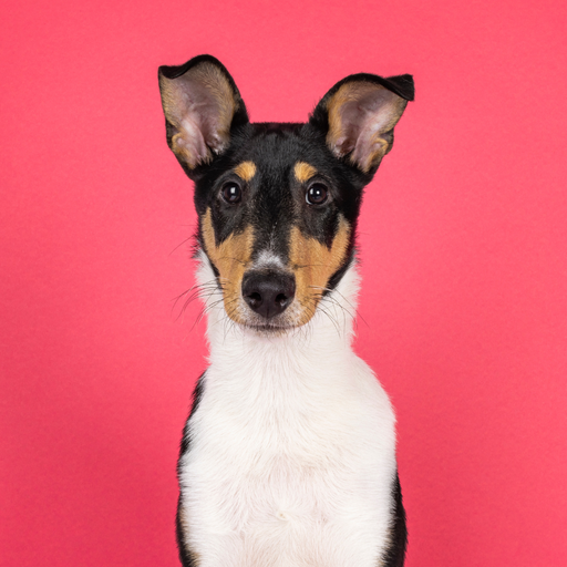 Collie Smooth (o Pastor Escocés de pelo corto, Collie de pelo corto)