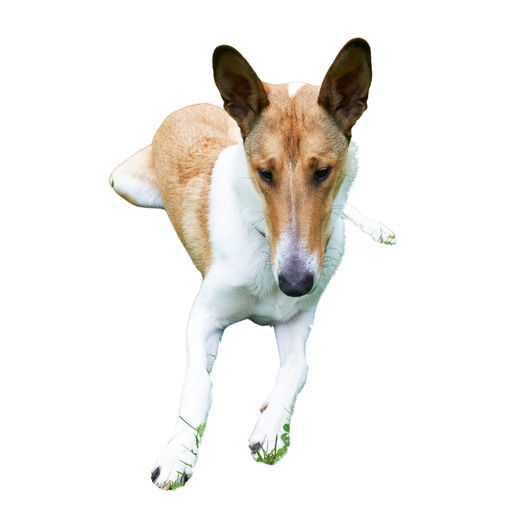 Collie Smooth (ou Berger d'Ecosse à poil court, Collie à poil court)