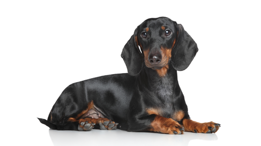 Dachshund (ou Teckel)