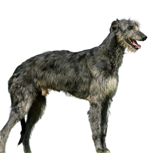 Deerhound (ou Lévrier Écossais, Scottish Deerhound)
