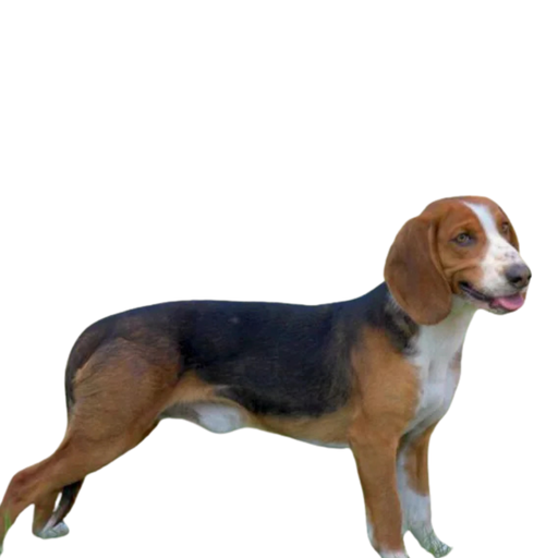 Deutsche Bracke (Brachet Allemand, German Hound)