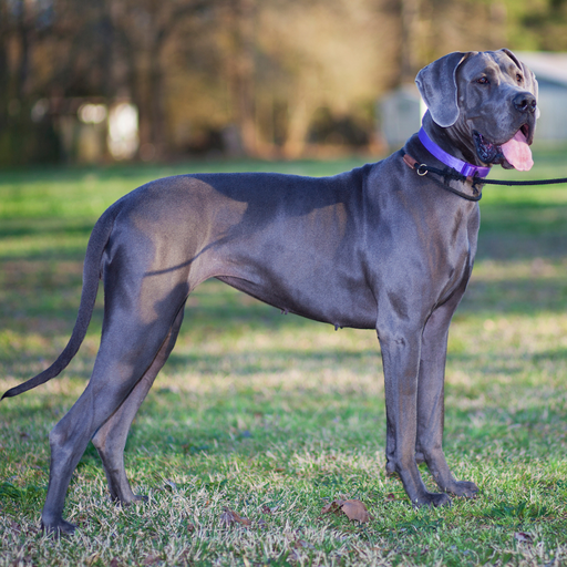 Deutsche Dogge (ou Dogue Allemand, Grand Danois, Great Dane)