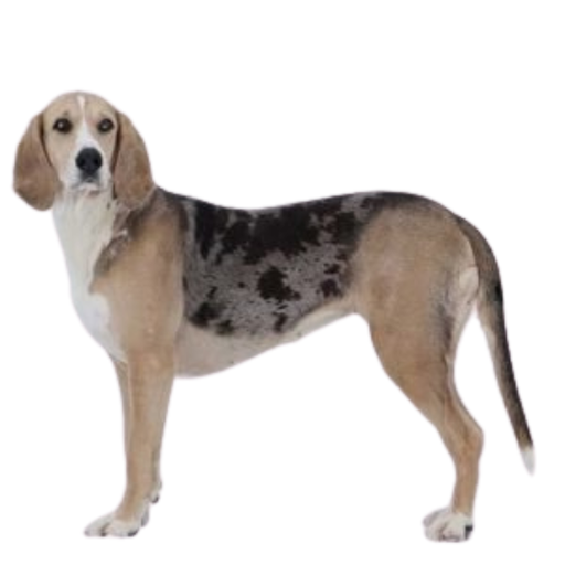 Dunker (Chien courant norvégien) 