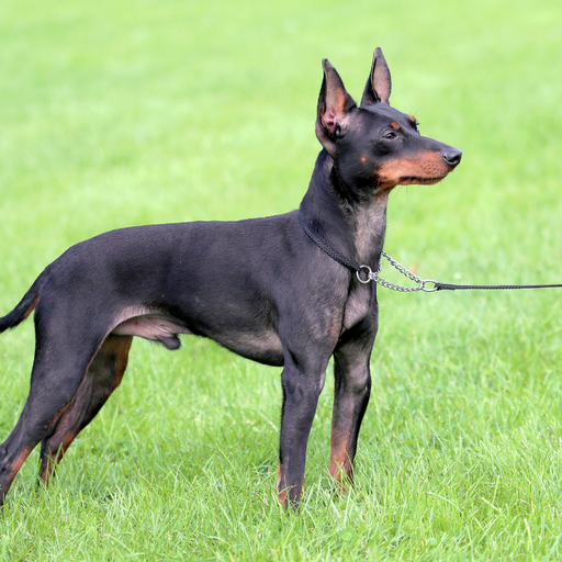 English Toy Terrier 