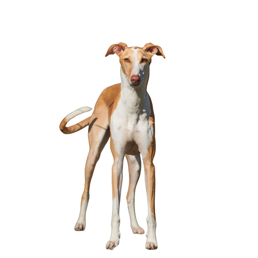 Galgo Español (Lévrier Espagnol)