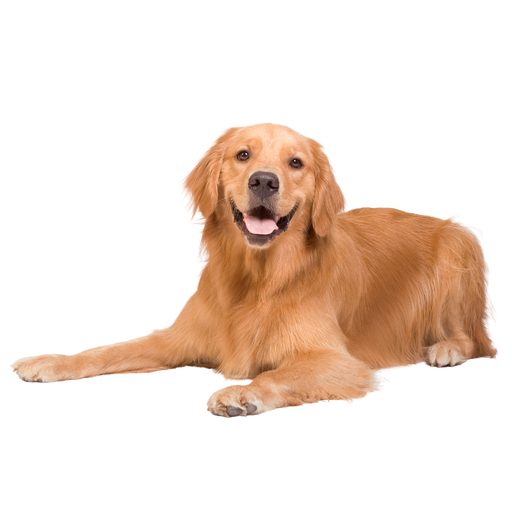 Golden retriver 