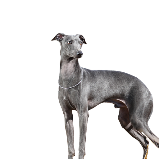 Greyhound (Lévrier Anglais)