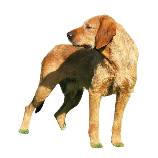 Griffon Fauve de Bretagne