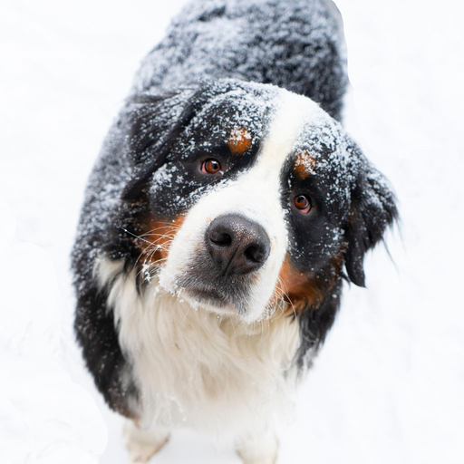Grand Bouvier Suisse (Greater Swiss Mountain Dog)