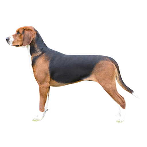 Hamiltonstövare (Chien courant suédois)