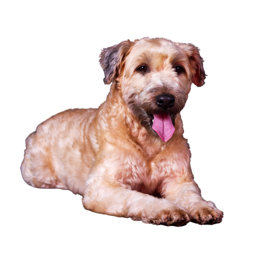 Irish Soft Coated Wheaten Terrier (Ou Irish Terrier à poil doux, Terrier irlandais à poil doux)