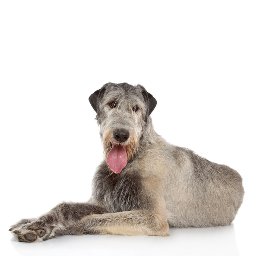 Irish Wolfhound (Ou Lévrier Irlandais) 