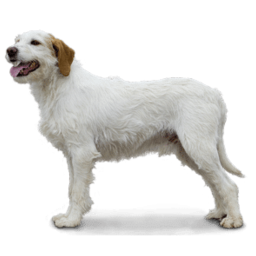Istarski Ostrodlaki Gonic (Ou Chien courant d'Istrie à poil dur, Istrian Coarse Haired Hound)