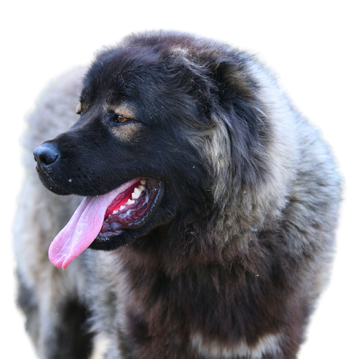 Jugoslovenski Ovcarski Pas-Sarplaninac (Ou Berger Yougoslave, Chien de Berger Yougoslave de Charplanina, Charplanina, Yugoslavian Shepherd Dog, Sarplaninac)