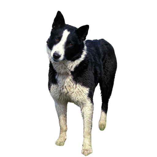Karjalankarhukoira (Ou Chien d'ours de Carelie, Karelian Bear Dog)