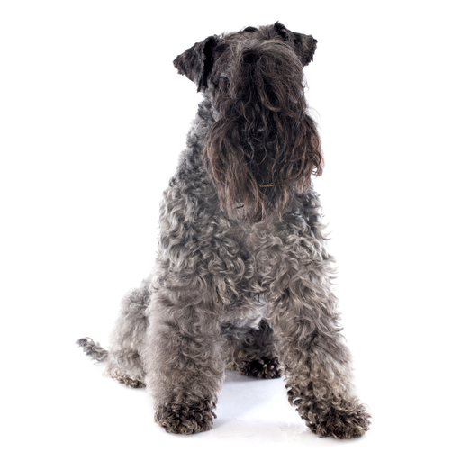 Kerry Blue Terrier