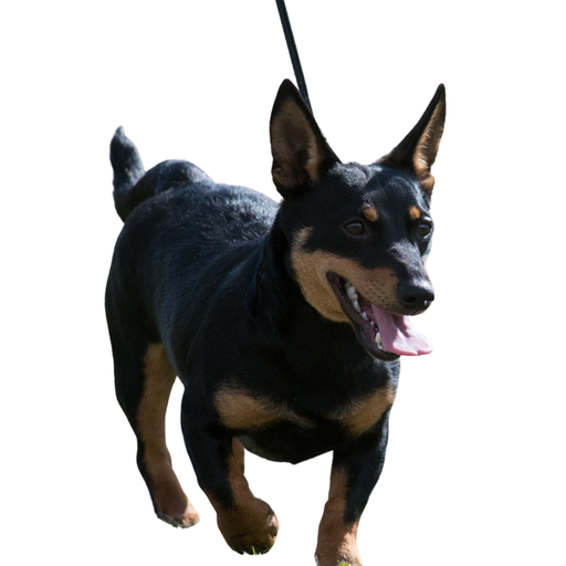 Lancashire Heeler