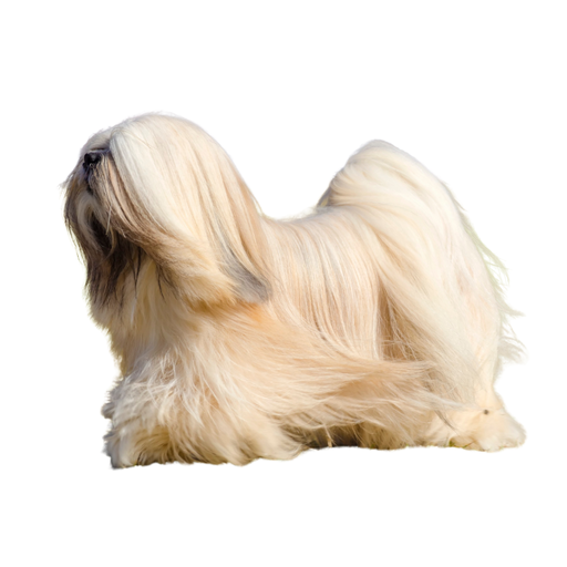 Lhasa Apso