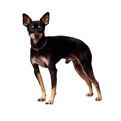 Manchester Terrier (Ou Terrier de Manchester)