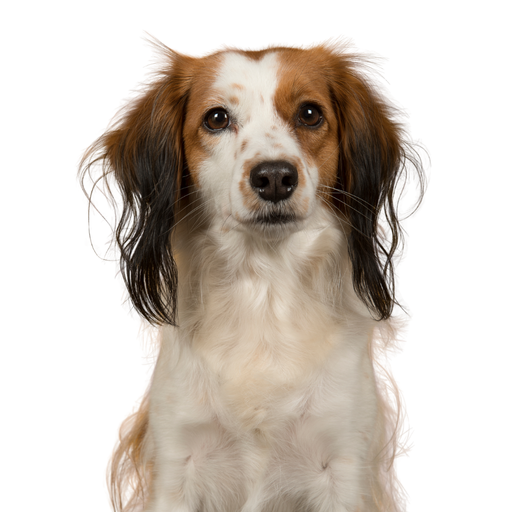 Nederlandse Kooikerhondje