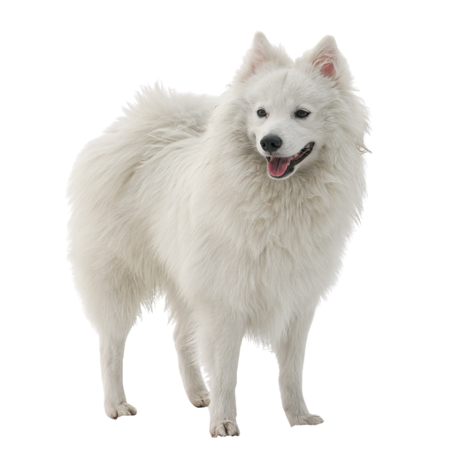 Nihon Supittsu (Ou Spitz Japonais, Japanese Spitz)
