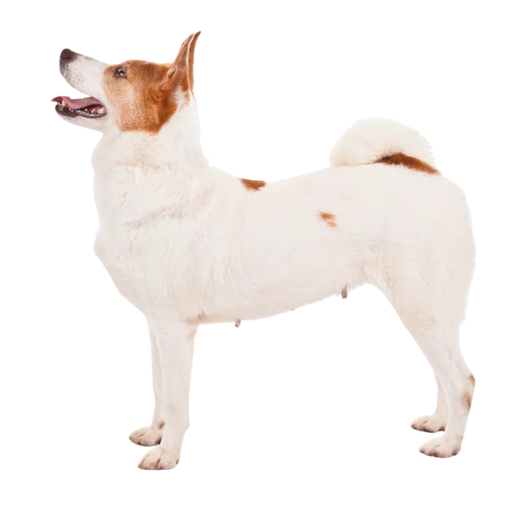 Norrbottenspets (Ou Spitz de Norrbotten)
