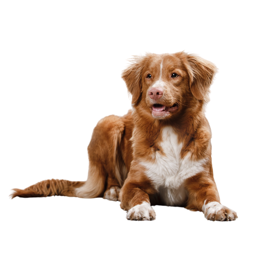 Nova Scotia Duck Tolling Retriever (Ou Retriever de la Nouvelle-Écosse)