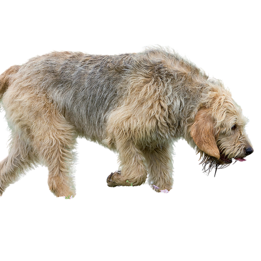 Otterhound (Ou Chien à Loutre)