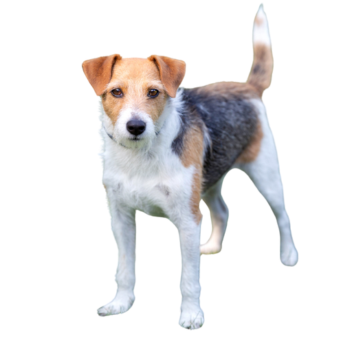 Parson Russel Terrier
