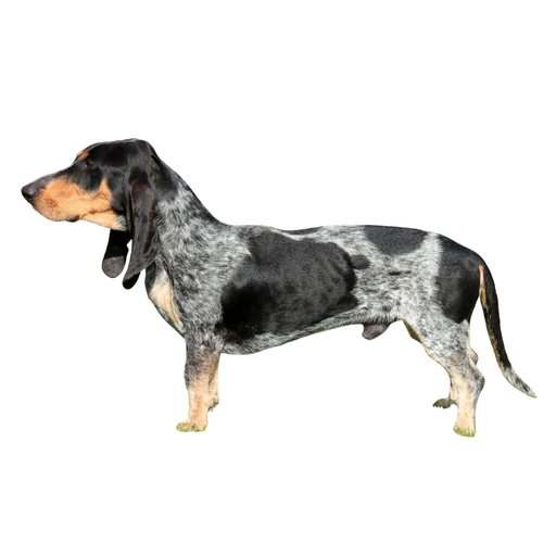 Petit Bleu de Gascogne
