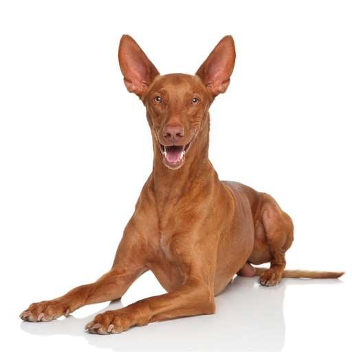 Pharaoh Hound (Ou Chien de Pharaon, Lévrier du Pharaon) 