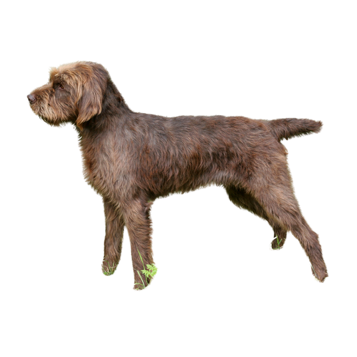 Pudelpointer