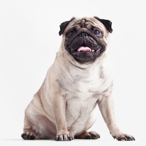 Pug (Ou Carlin)