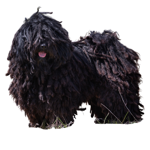 Puli (Ou Berger Hongrois)