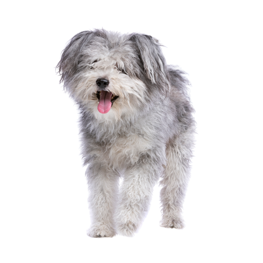 Pumi (Ou Pumi Hongrois) 