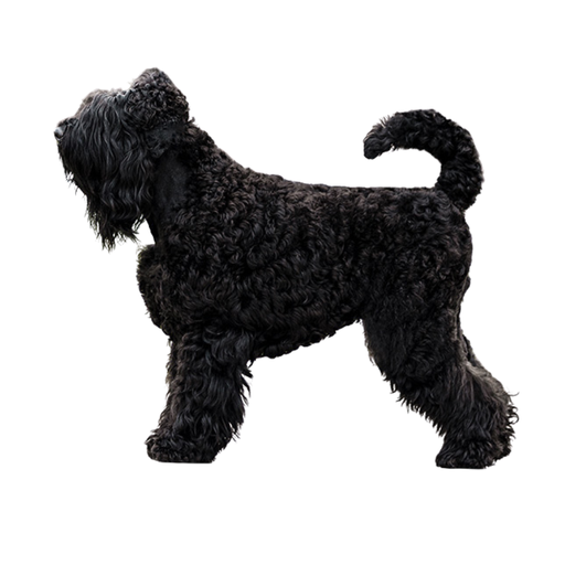 Russkiy Tchiorny Terrier (Ou Terrier Noir Russe, Black Russian Terrier, Tchiorny Terrier)