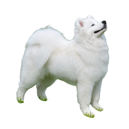 Samoiedskaïa Sabaka (Ou Samoyede, Samoyed)