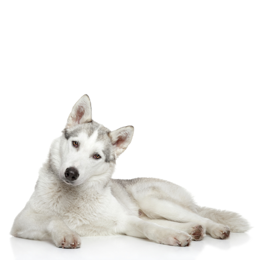 Siberian Husky (Husky Sibérien, Husky de Sibérie, Husky d'arctique)