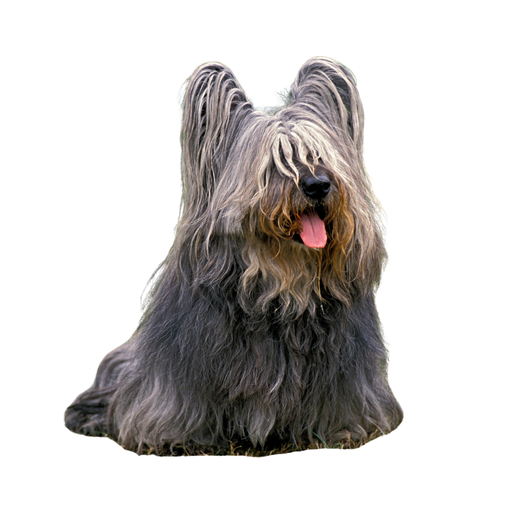 Skye Terrier (Ou Terrier de Skye, Terrier de l'Île de Skye)